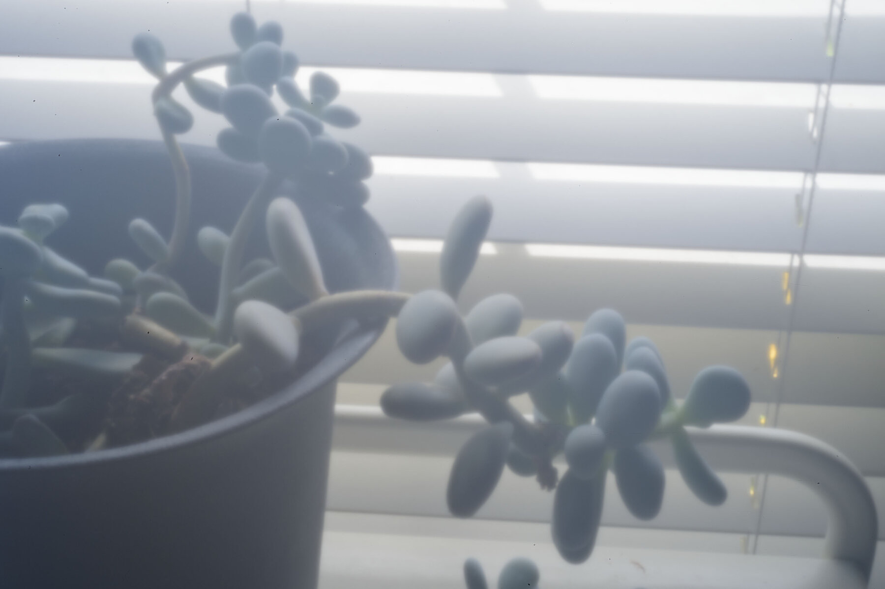 cactus.jpg