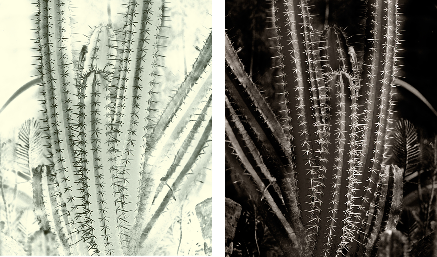 cactus neg and print.jpg