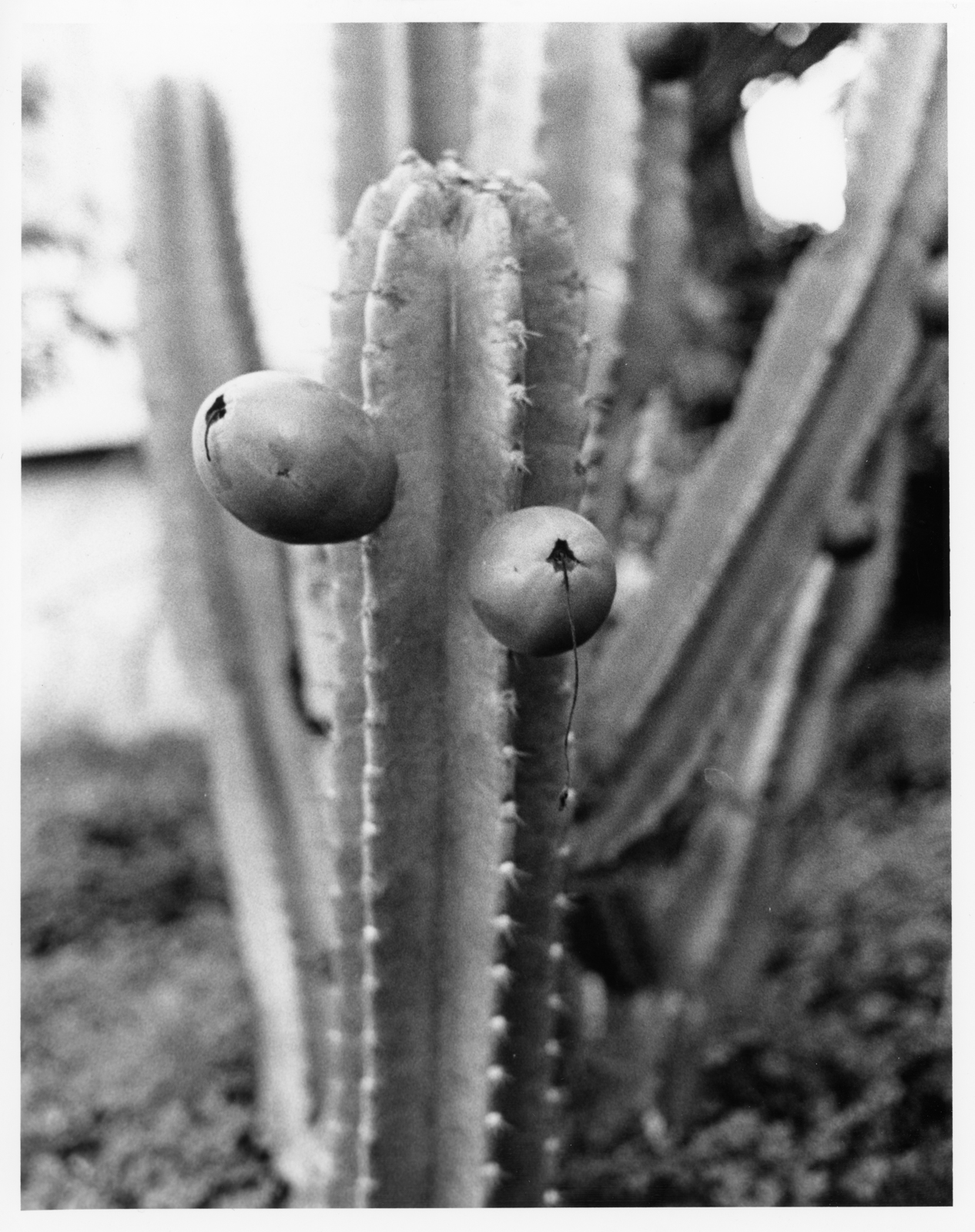 cactus-sd-12-2018.jpg