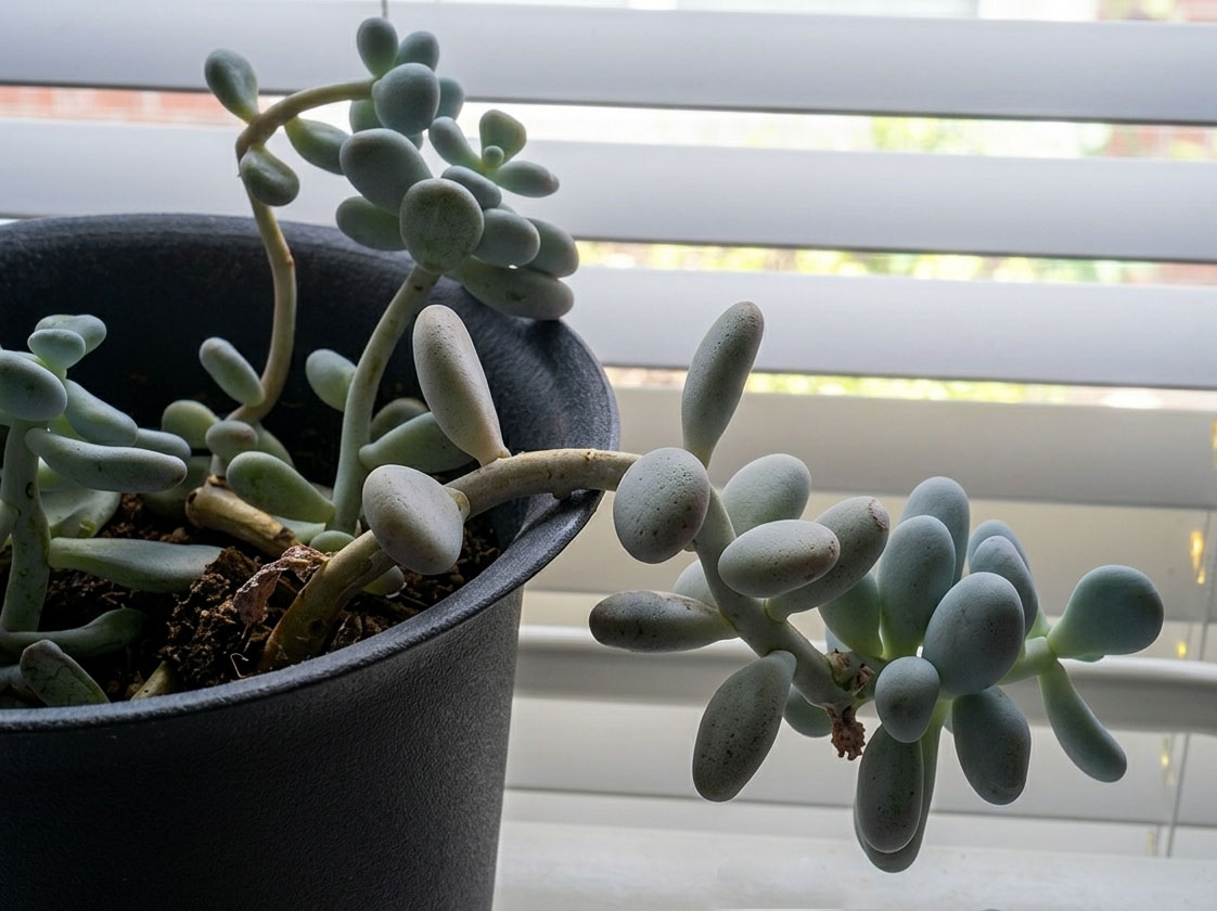 cactus2.jpg