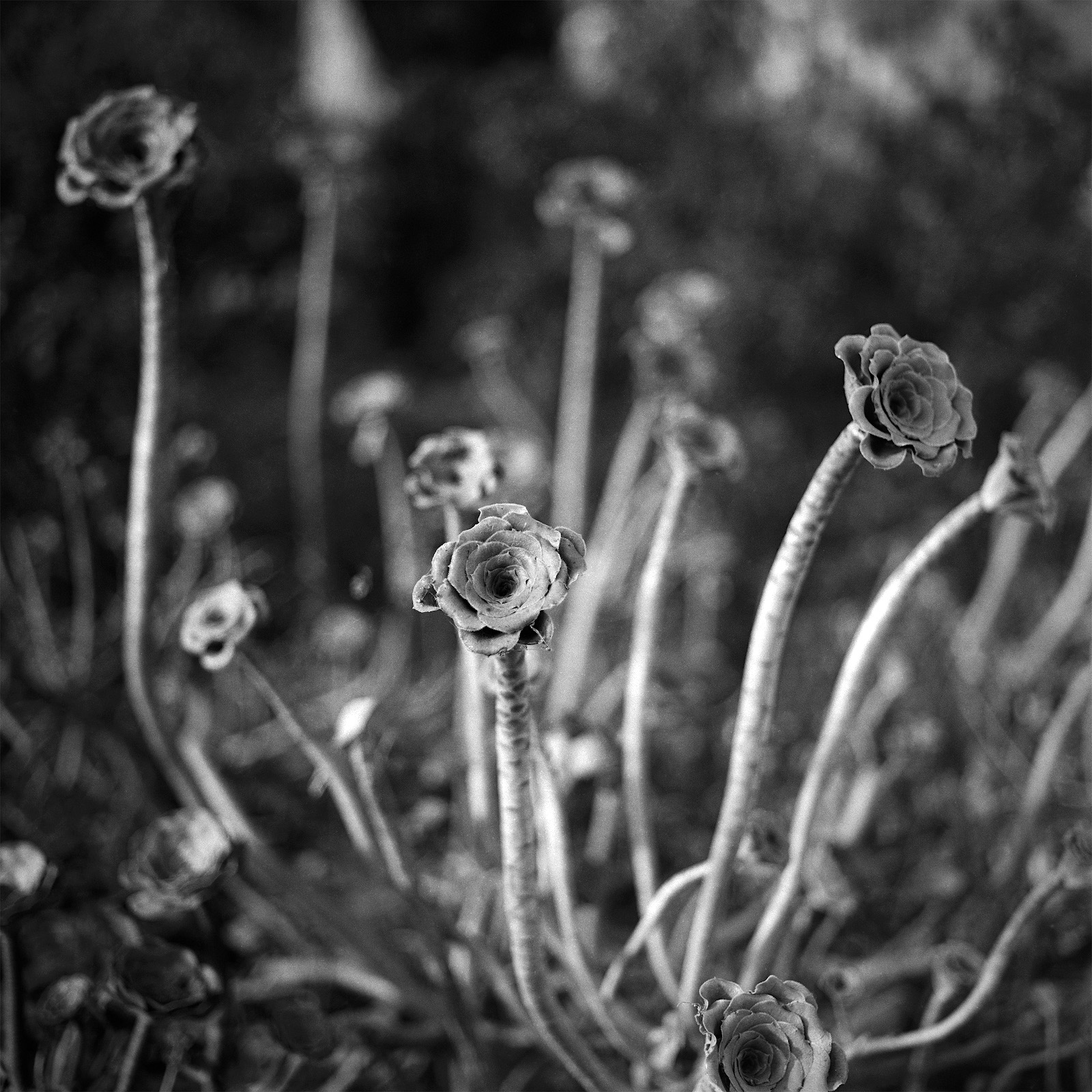 cactus2_Hasselblad553_80mm_FP4_9_14_18.jpg