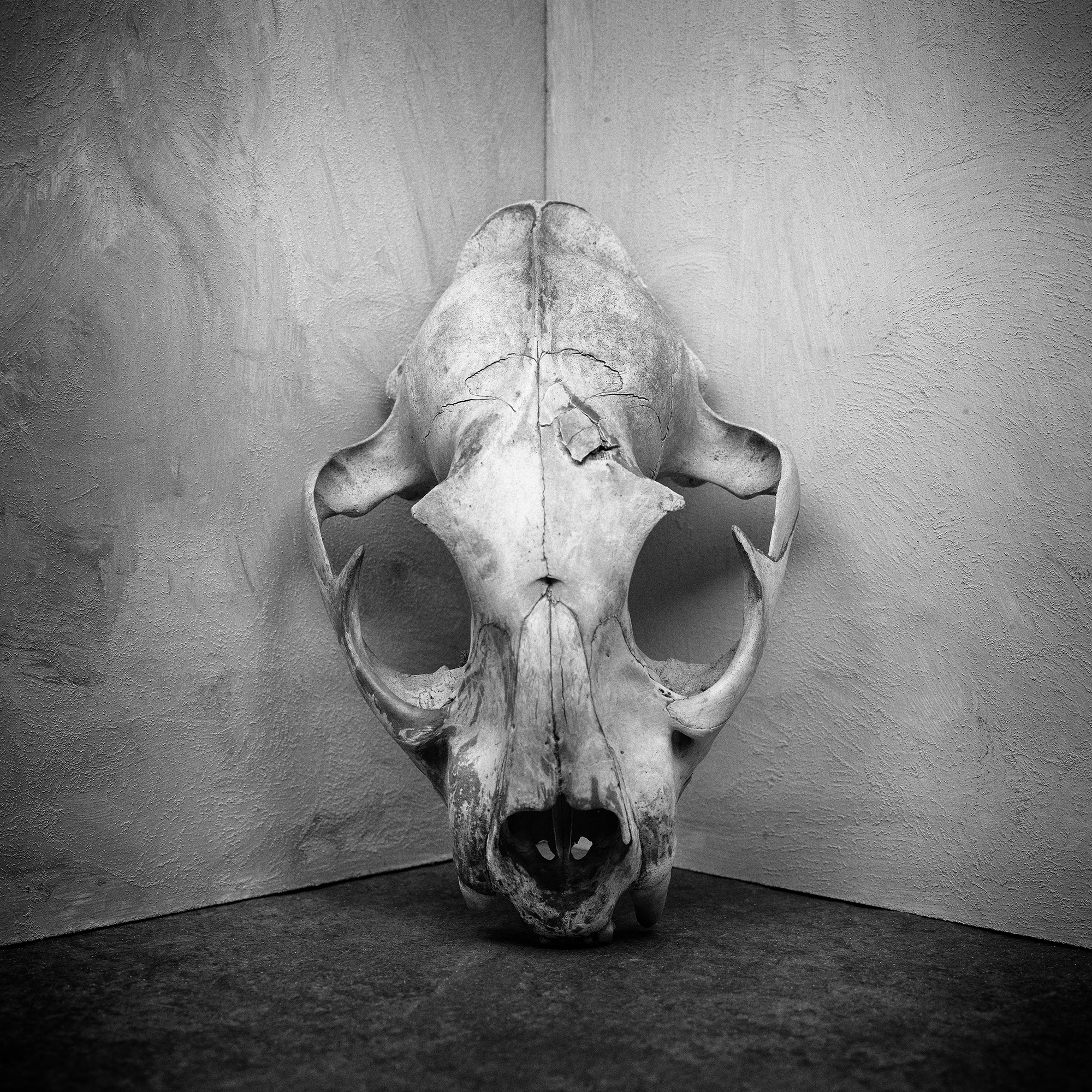 Canine Skull Penn Corner copy.jpg