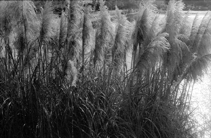 Canon F1 expired Tri-X bush.jpg