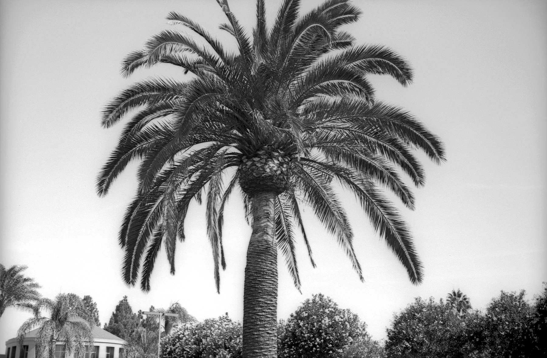 Canon P Film Ferrania at 40iso Pyrocat HD palm tree dark.jpg