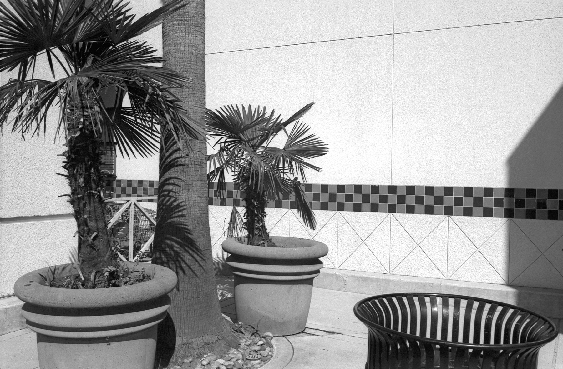 Canon P Film Ferrania at 40iso Pyrocat HD potted plams.jpg
