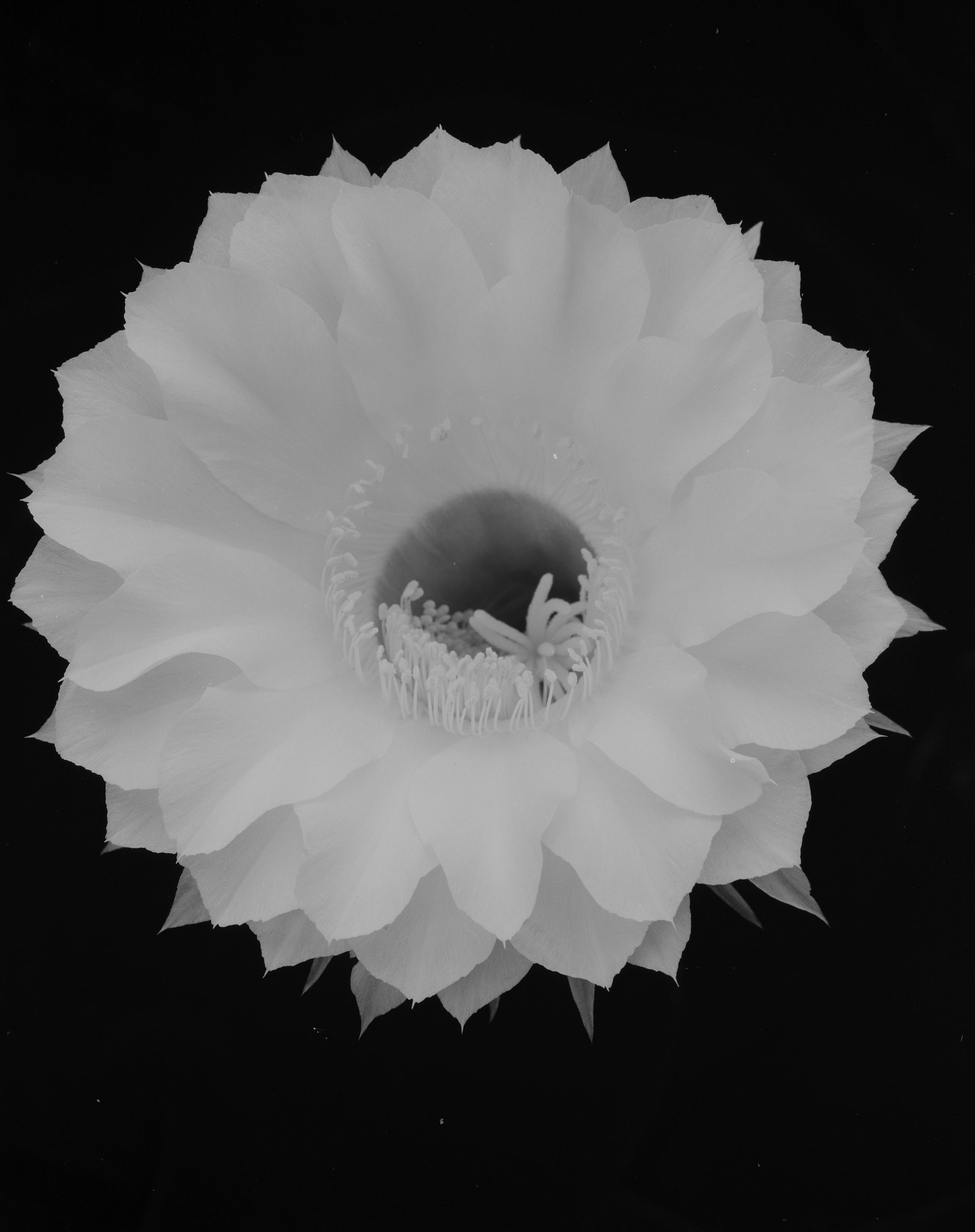 Catcus flower3.jpg