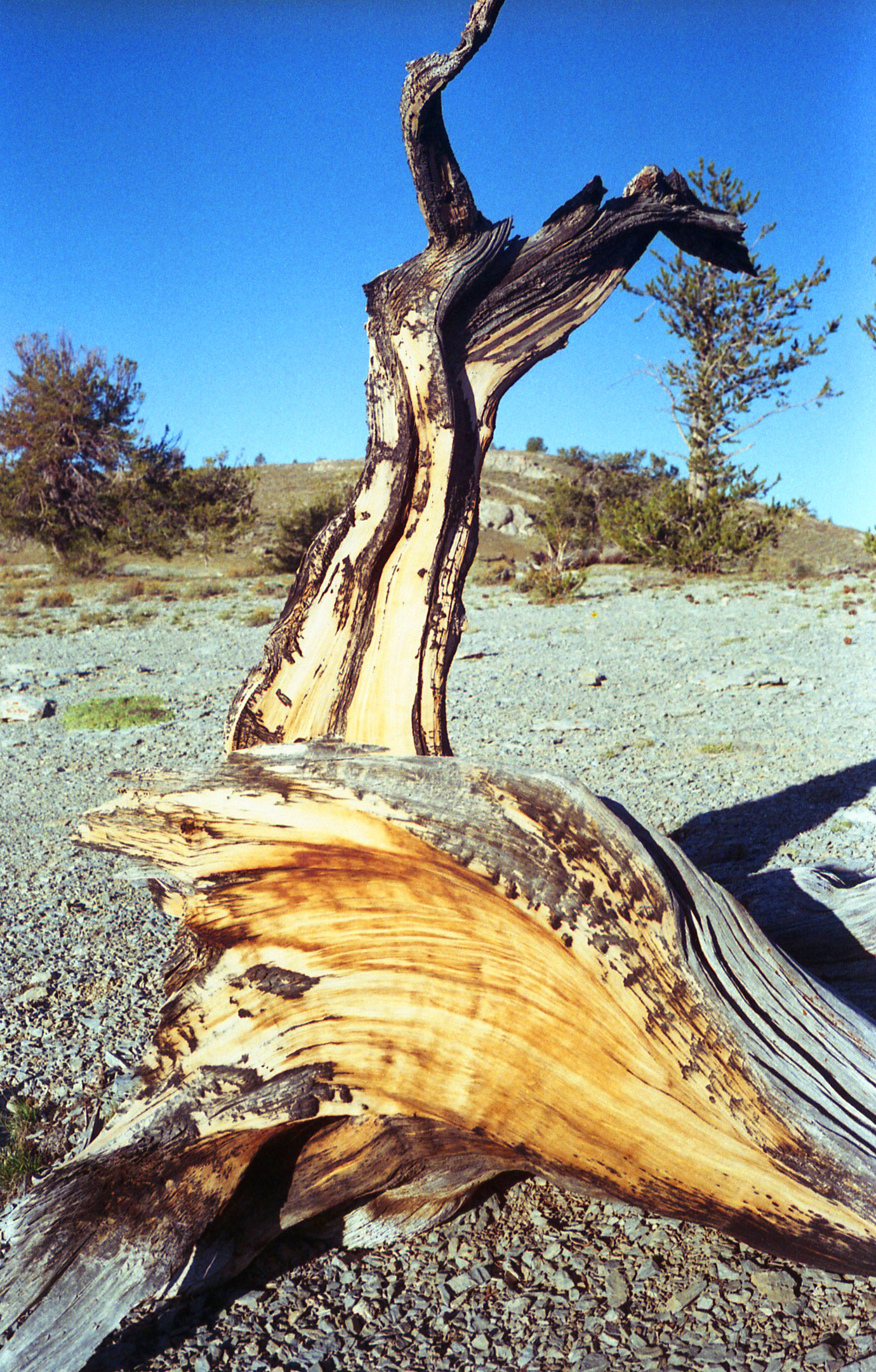 Cedar-Stump.jpg