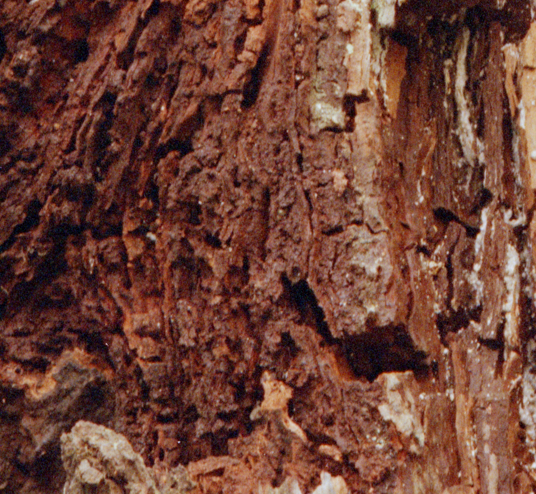centuria_100_crop.jpg