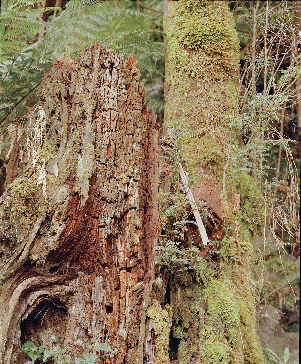 centuria_smaller.jpg