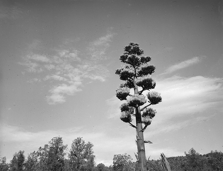 CenturyBloom Arista400@200 .jpg
