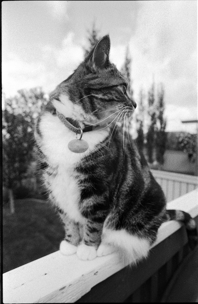 Classic Pan 400 Abby.jpg