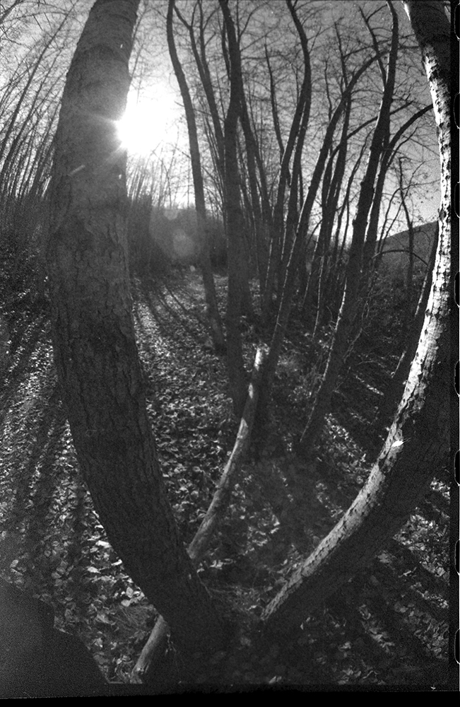 Classic Pan 400 woods 2.jpg