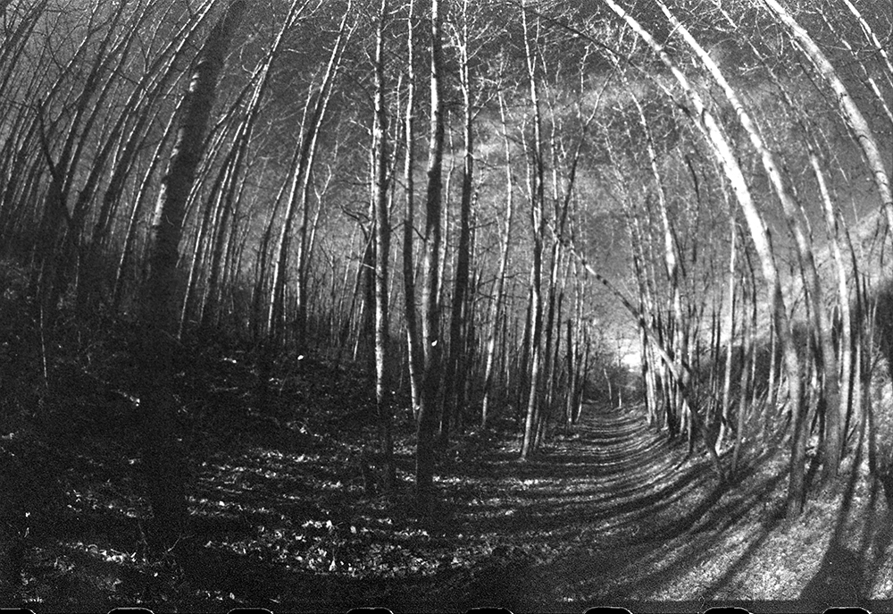 Classic Pan 400 woods.jpg