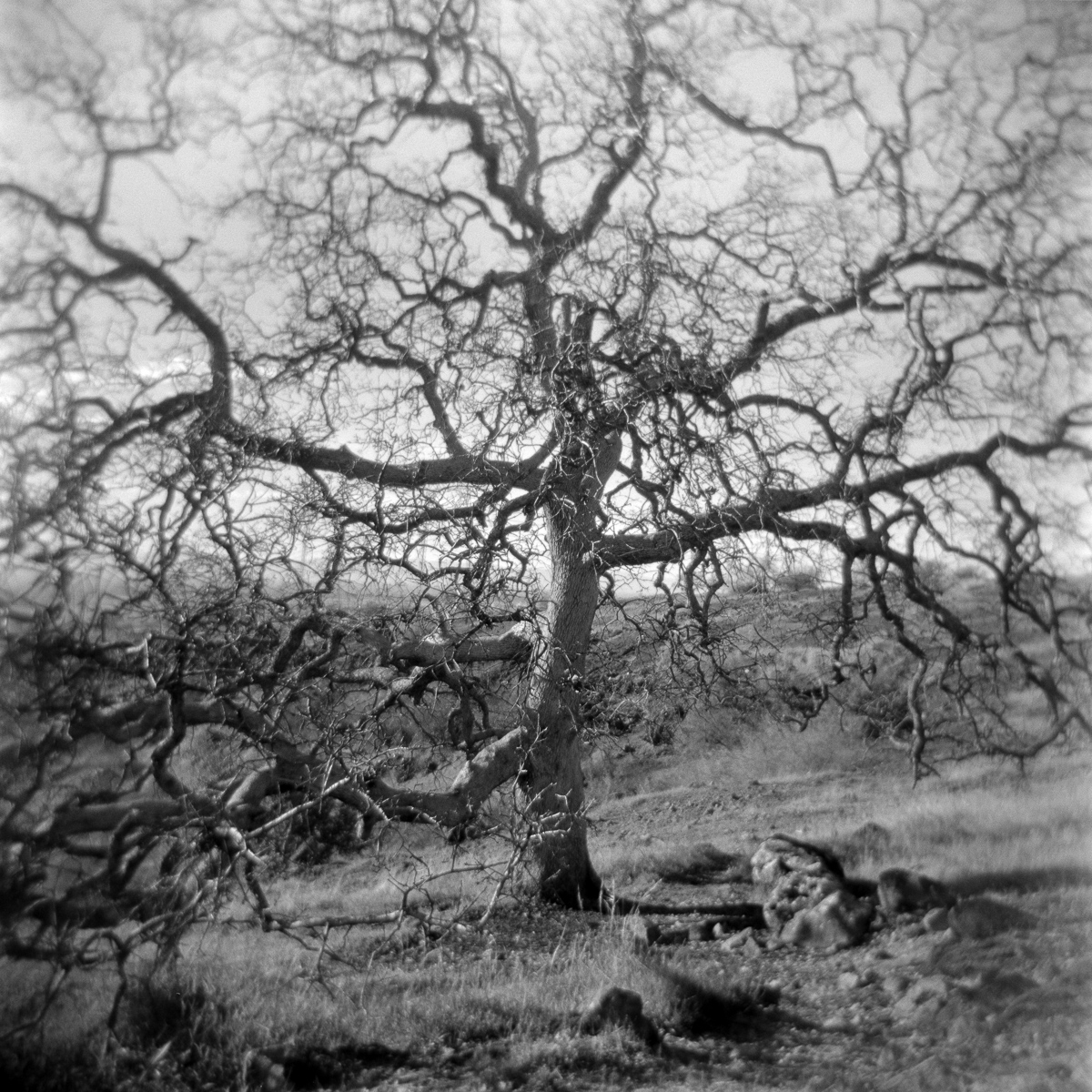 coates_bw120_0025_05.jpg
