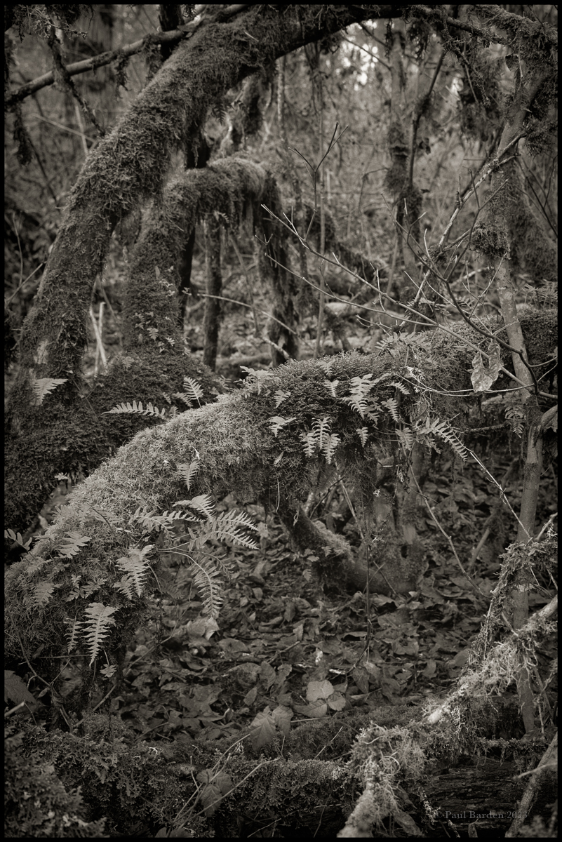 Collapsing Forest 1b.jpg