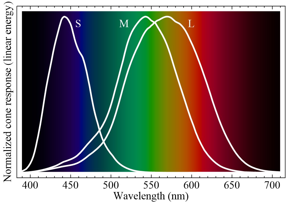 Cone-fundamentals-with-srgb-spectrum.jpg