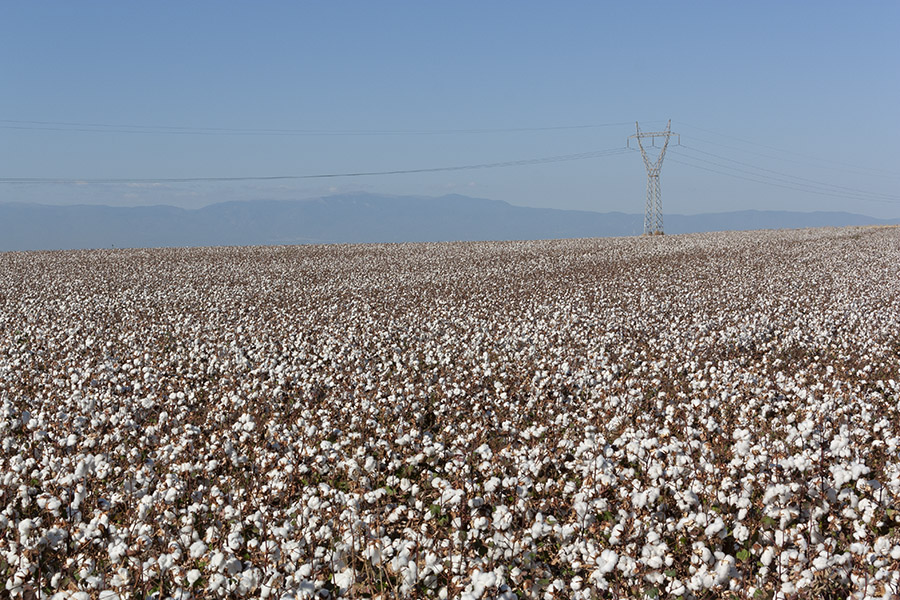 Cottonfield.jpg