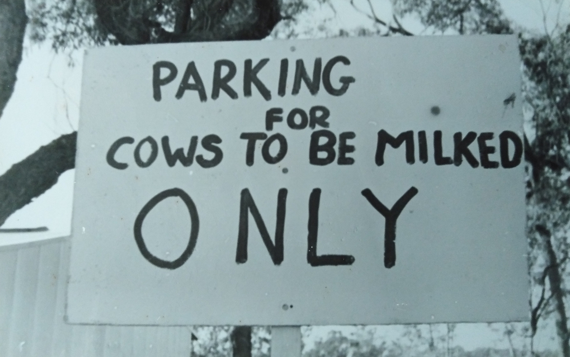 Cows_Milking_1969_IMG_20230227_100324.jpg