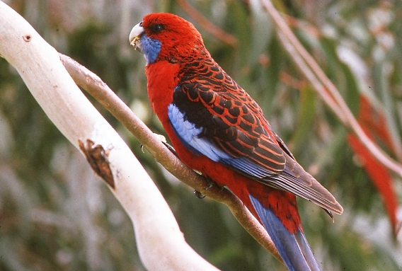 Crimson Rosella_1978.png