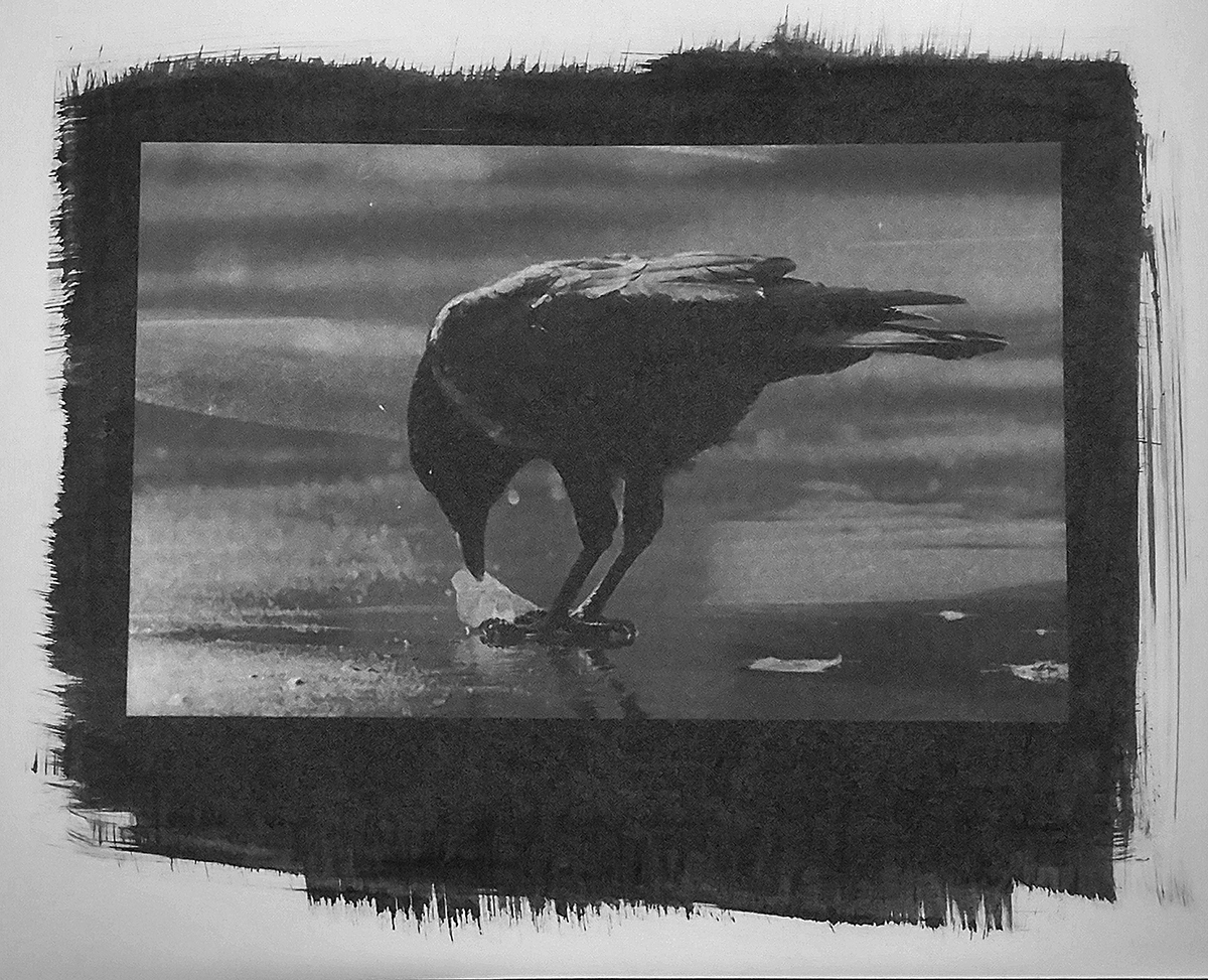 Crow.jpg