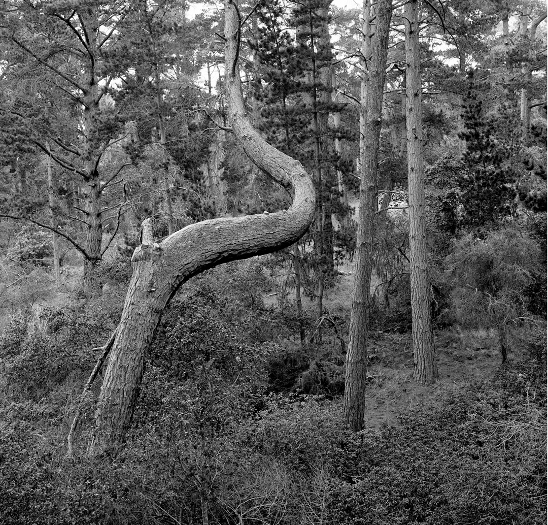 curved pine.jpg