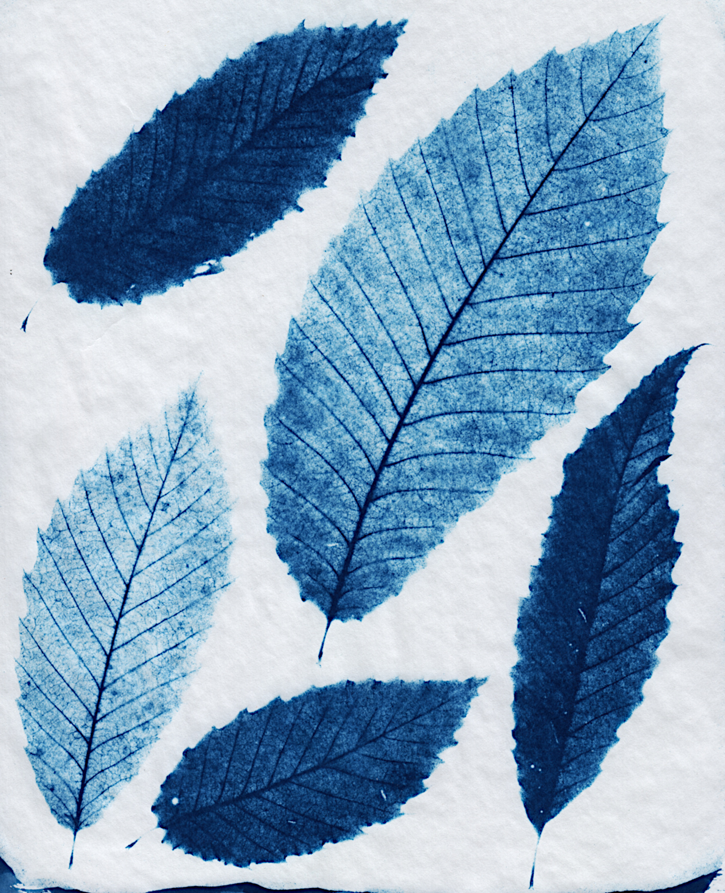 cyanchestnuts.jpg