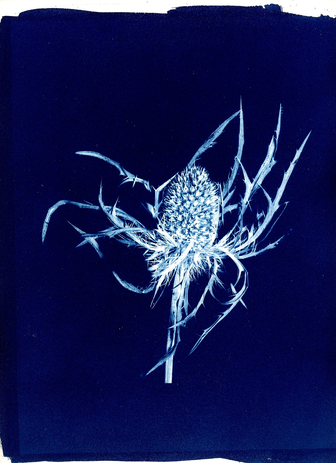 cyano007.jpg