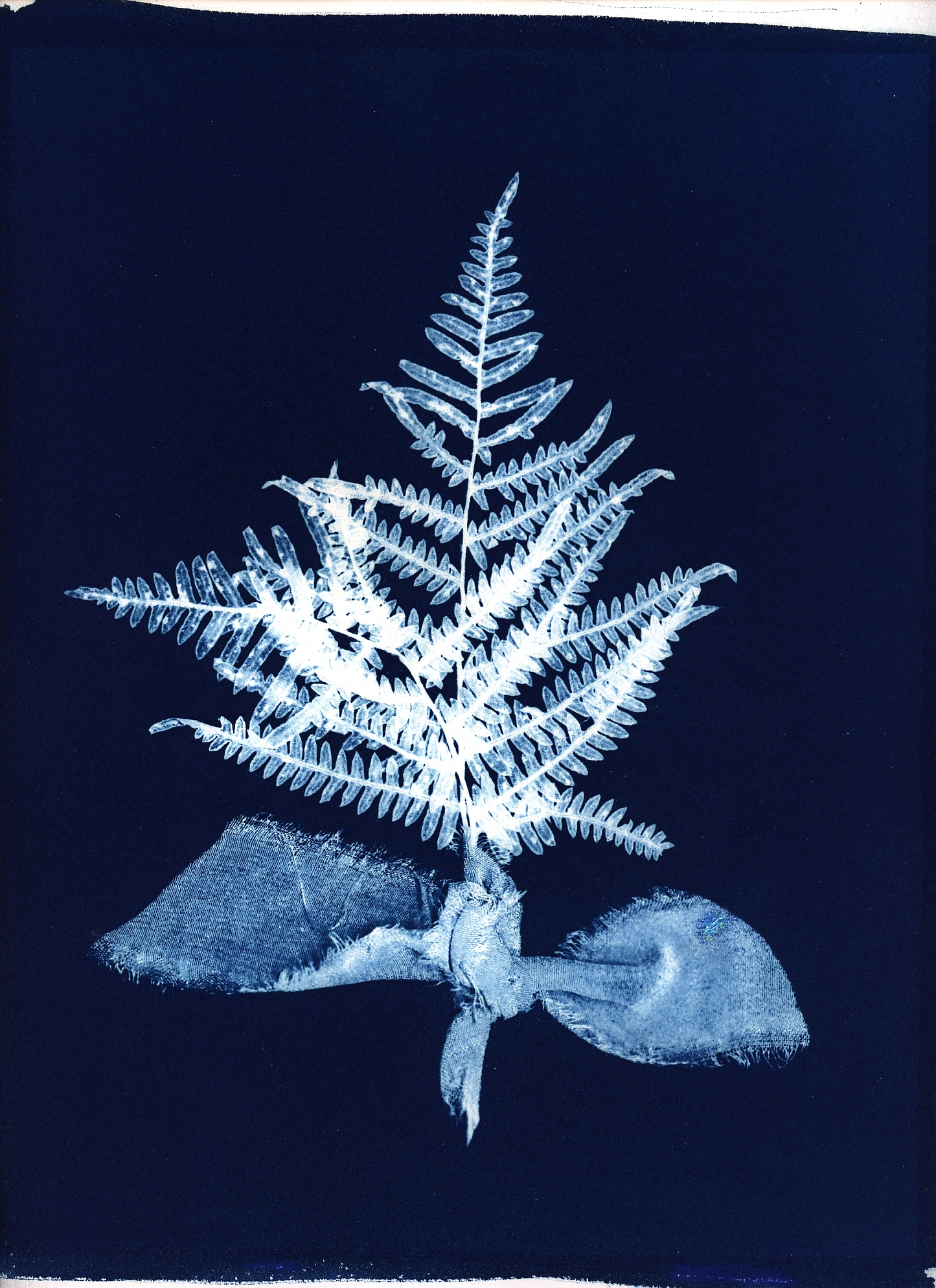 cyano008.jpg