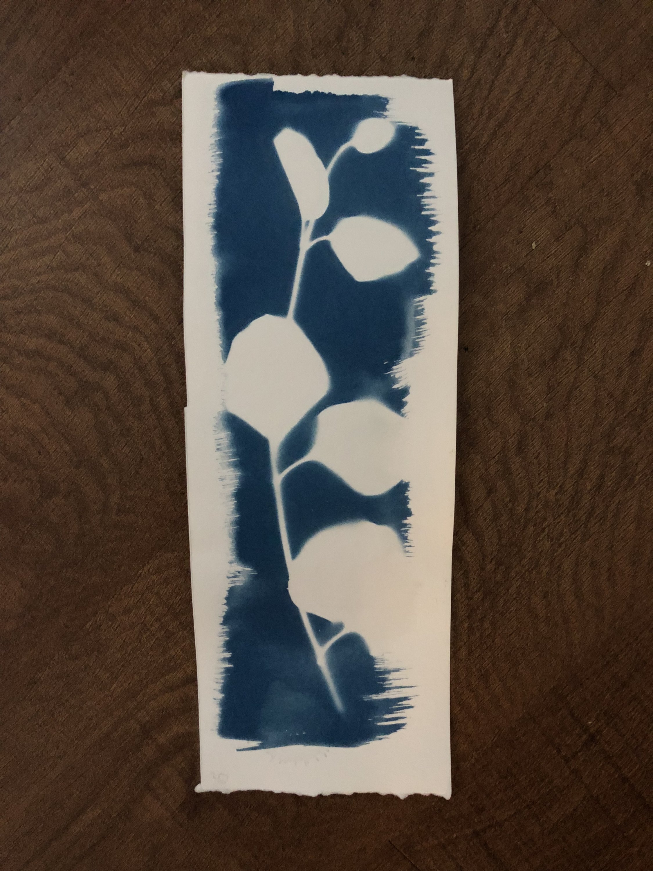 Cyanotype Dry 9-2-18.jpg