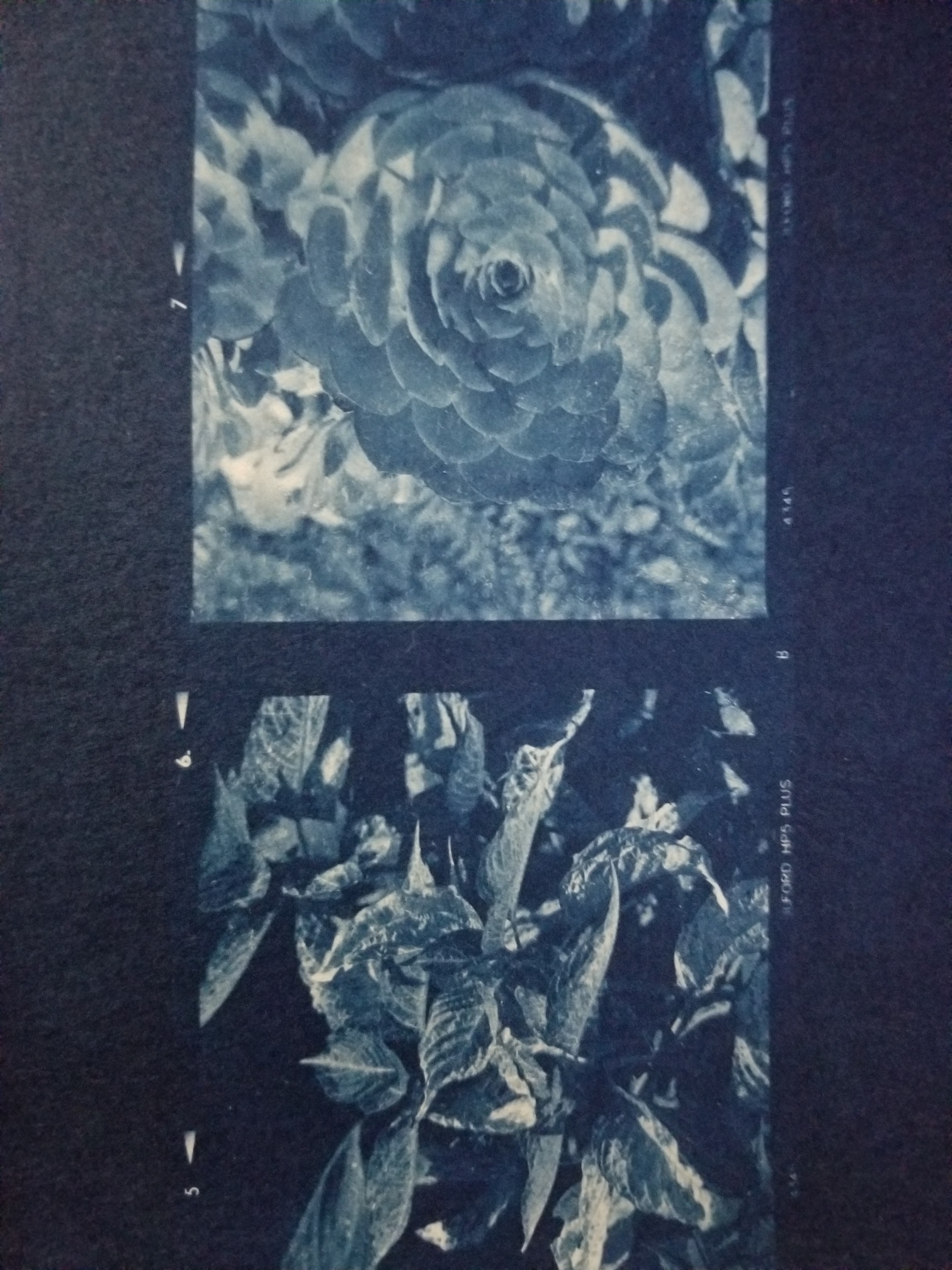 cyanotype.jpg
