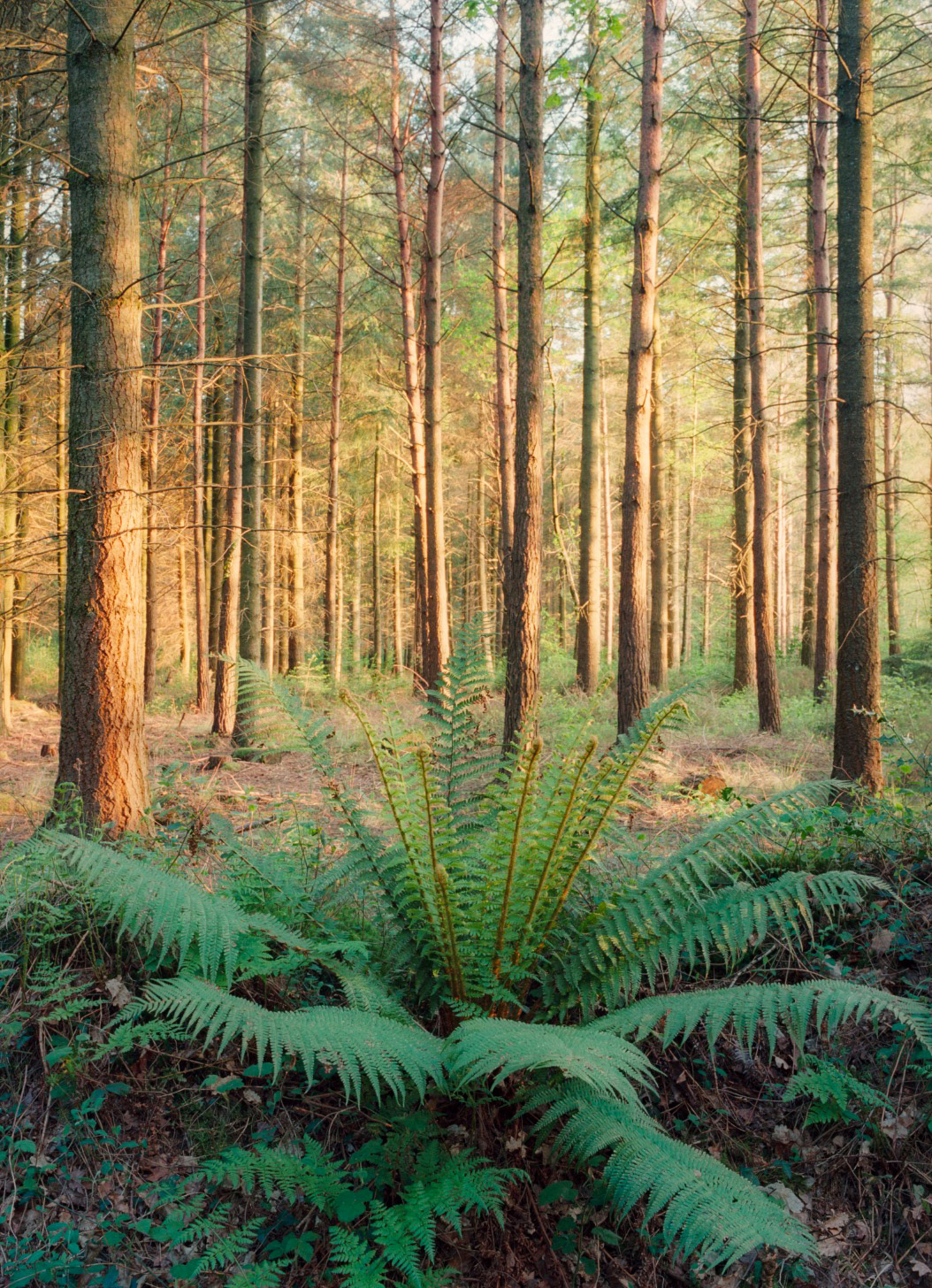 dartmoor-06.jpg