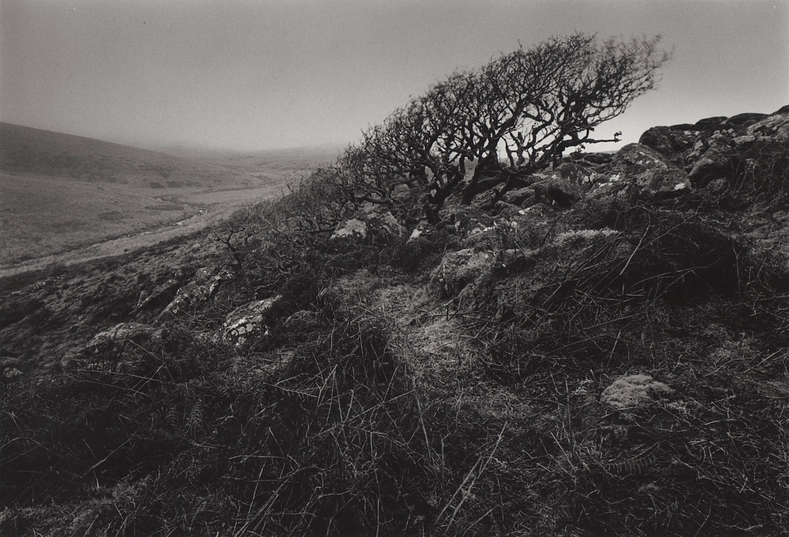 Dartmoor.jpg