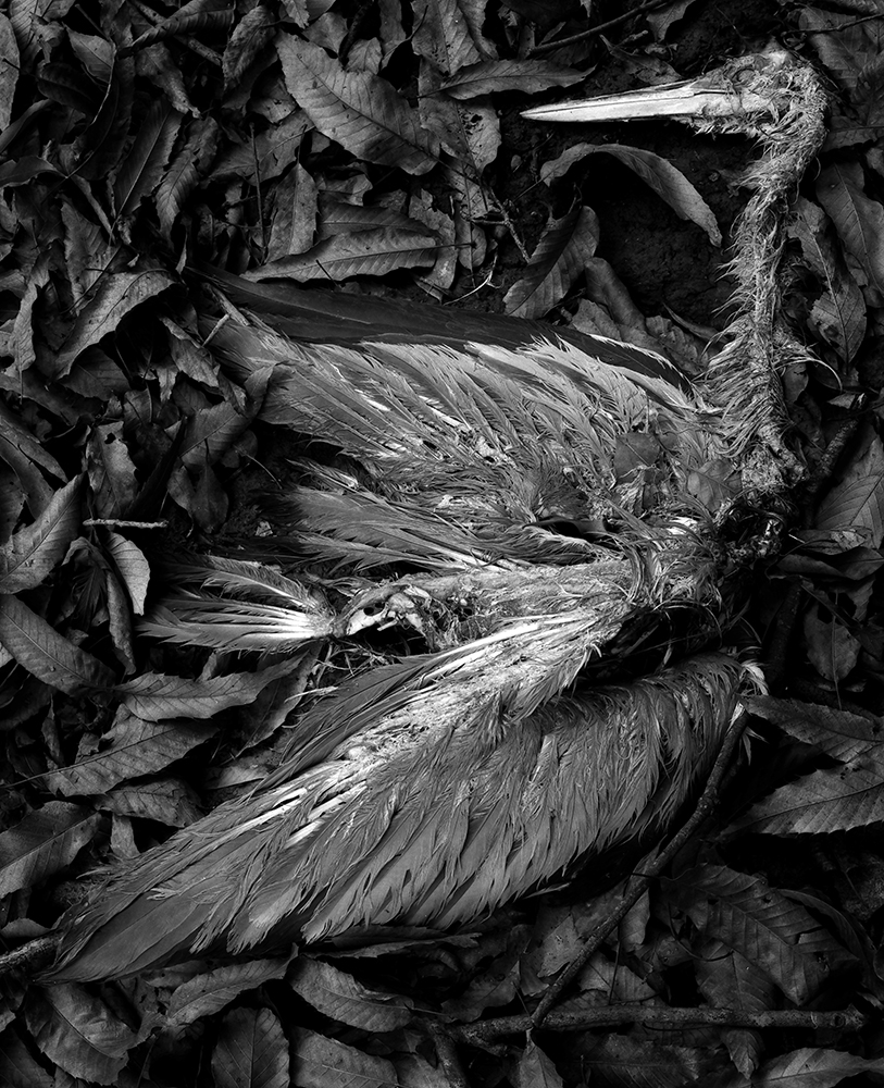Dead Heron.jpg