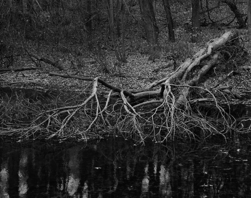 dead tree ASP.jpg
