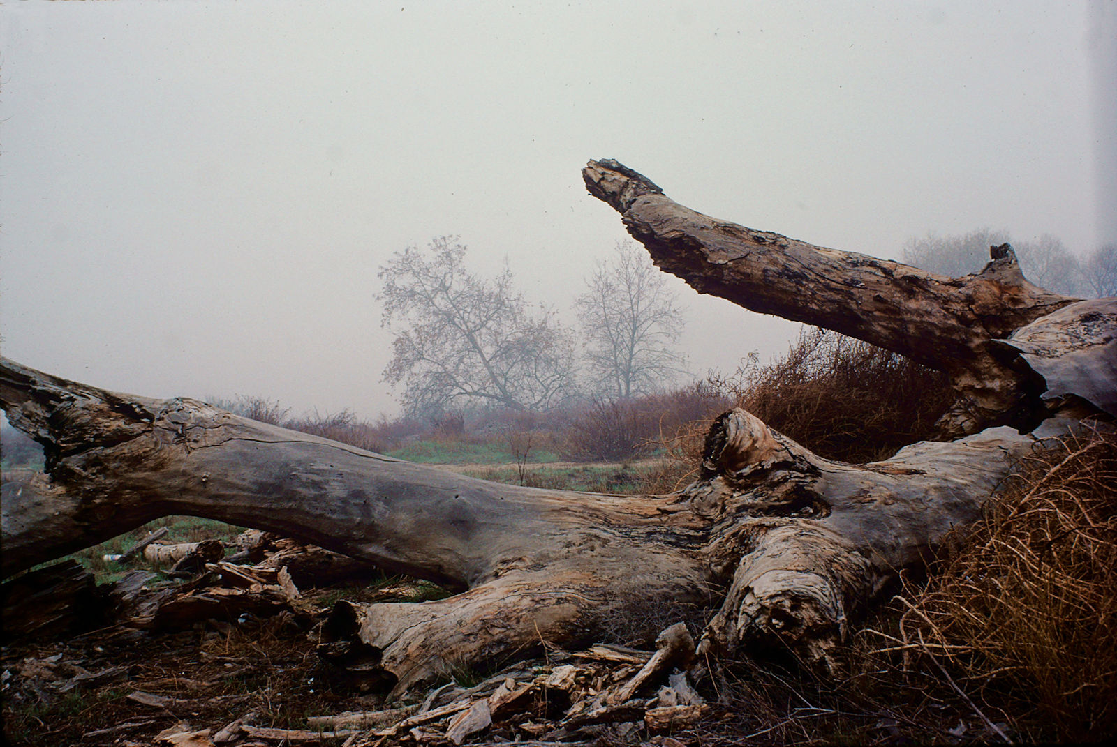 dead_tree_kern_river_3a.jpg