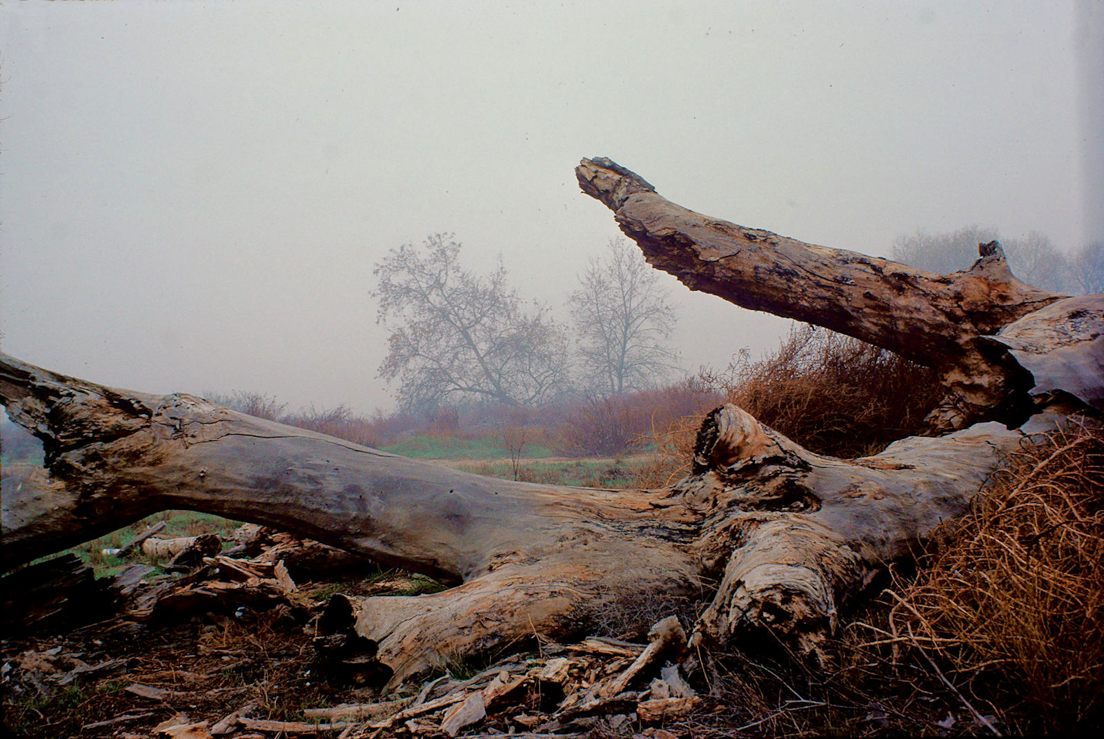 dead_tree_kern_river_3b.jpg