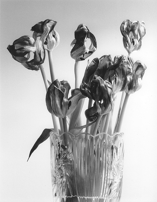 Dead_tulips-01c.jpg