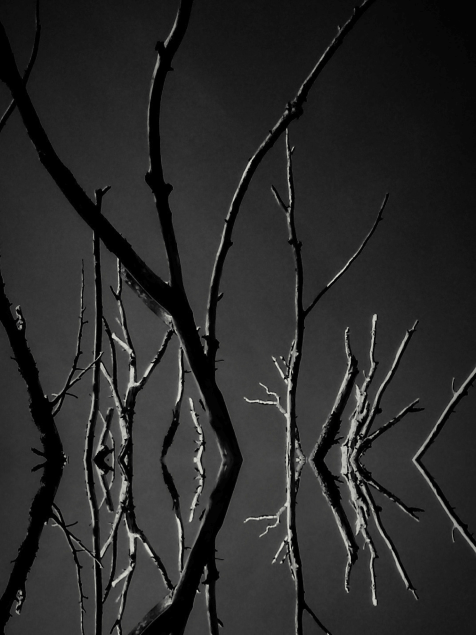 DeadTreeFellLakeA - Copy.jpg
