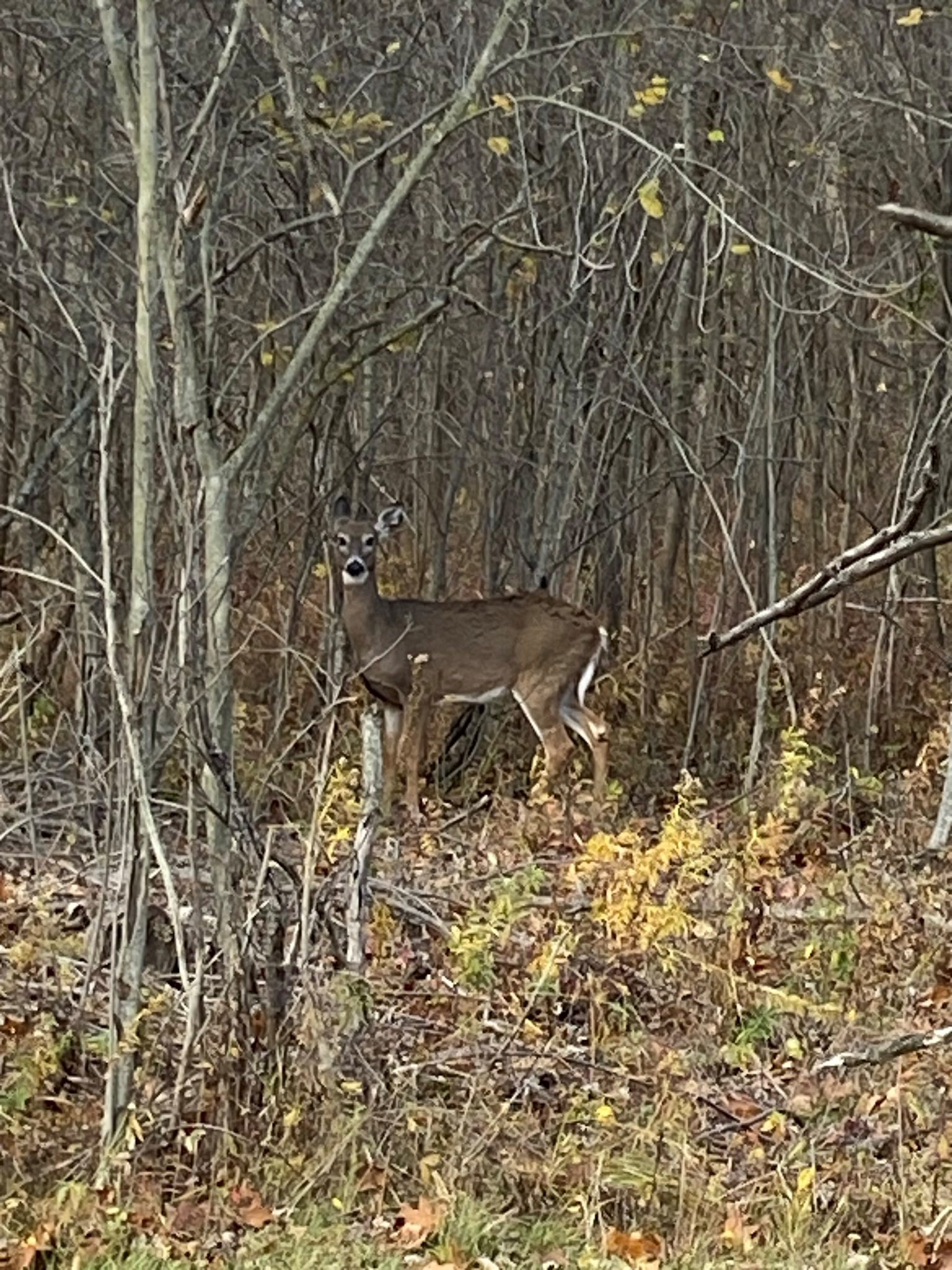 deer1117.jpg