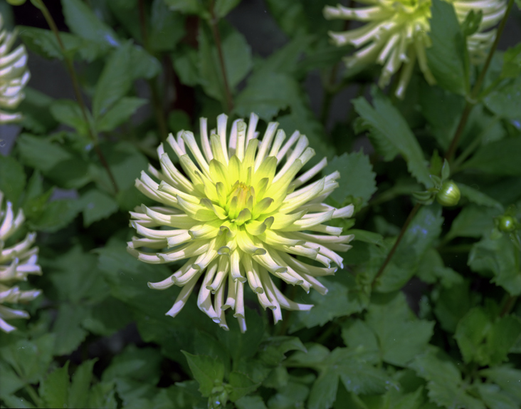 Dehlia-Golden Gate Park.jpg