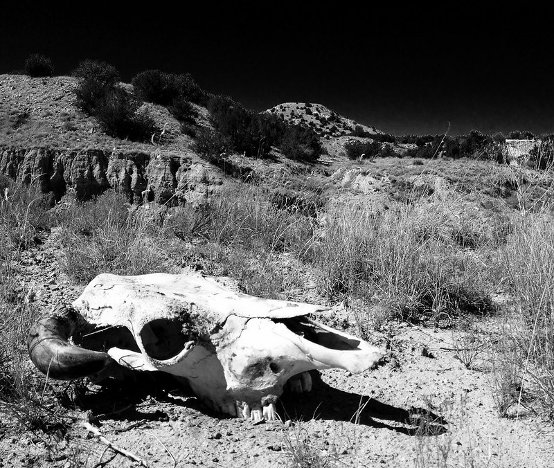 Desert Wisdom - low res.jpg