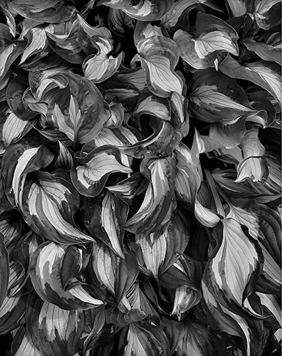 Detail Plant Leaves, Hampden 2a 2.jpg