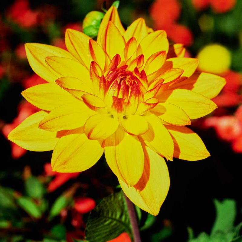 DFC_7508 1.jpg