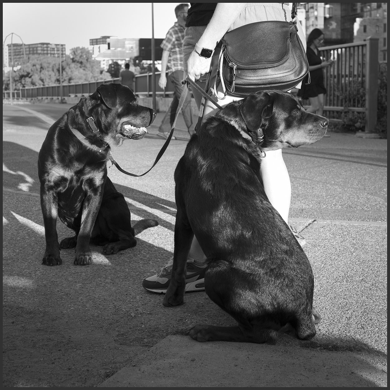 Dogs.jpg