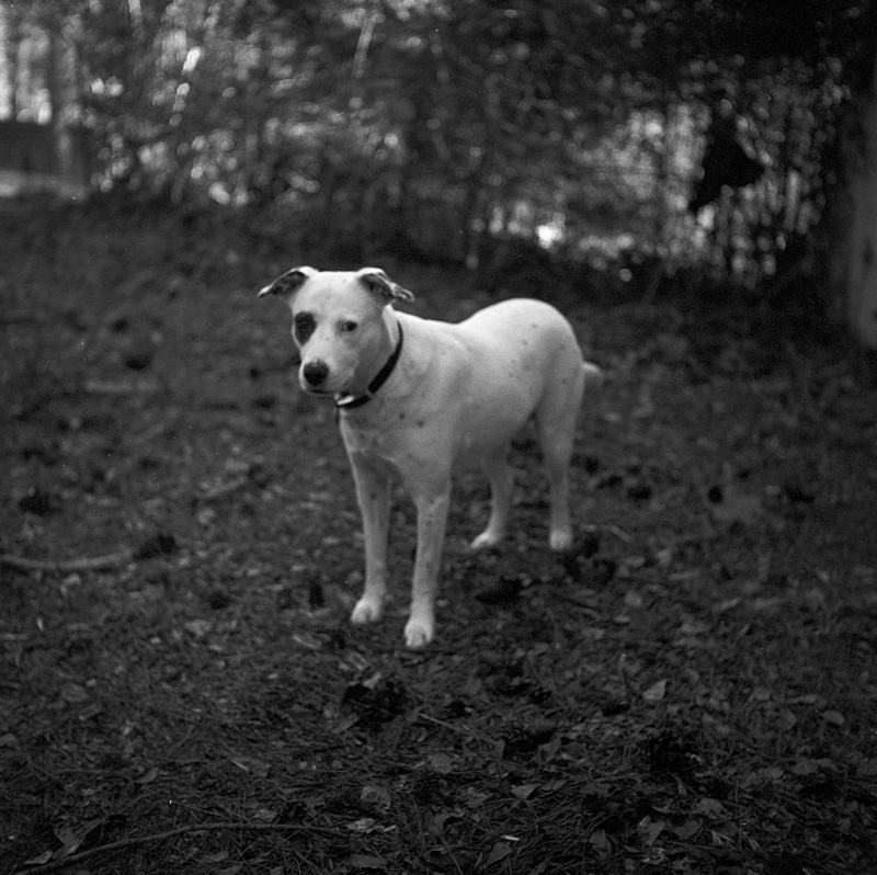 dolly copy 1.jpg