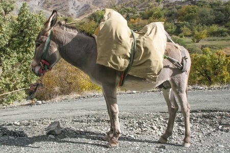 donkey_saddle.jpg