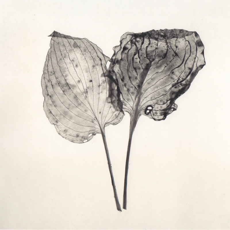 Dried leaves.jpg