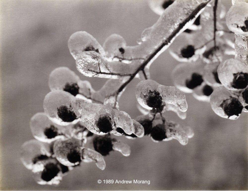 DrummondSt3208_ice-storm_berries_890206_resize.jpg