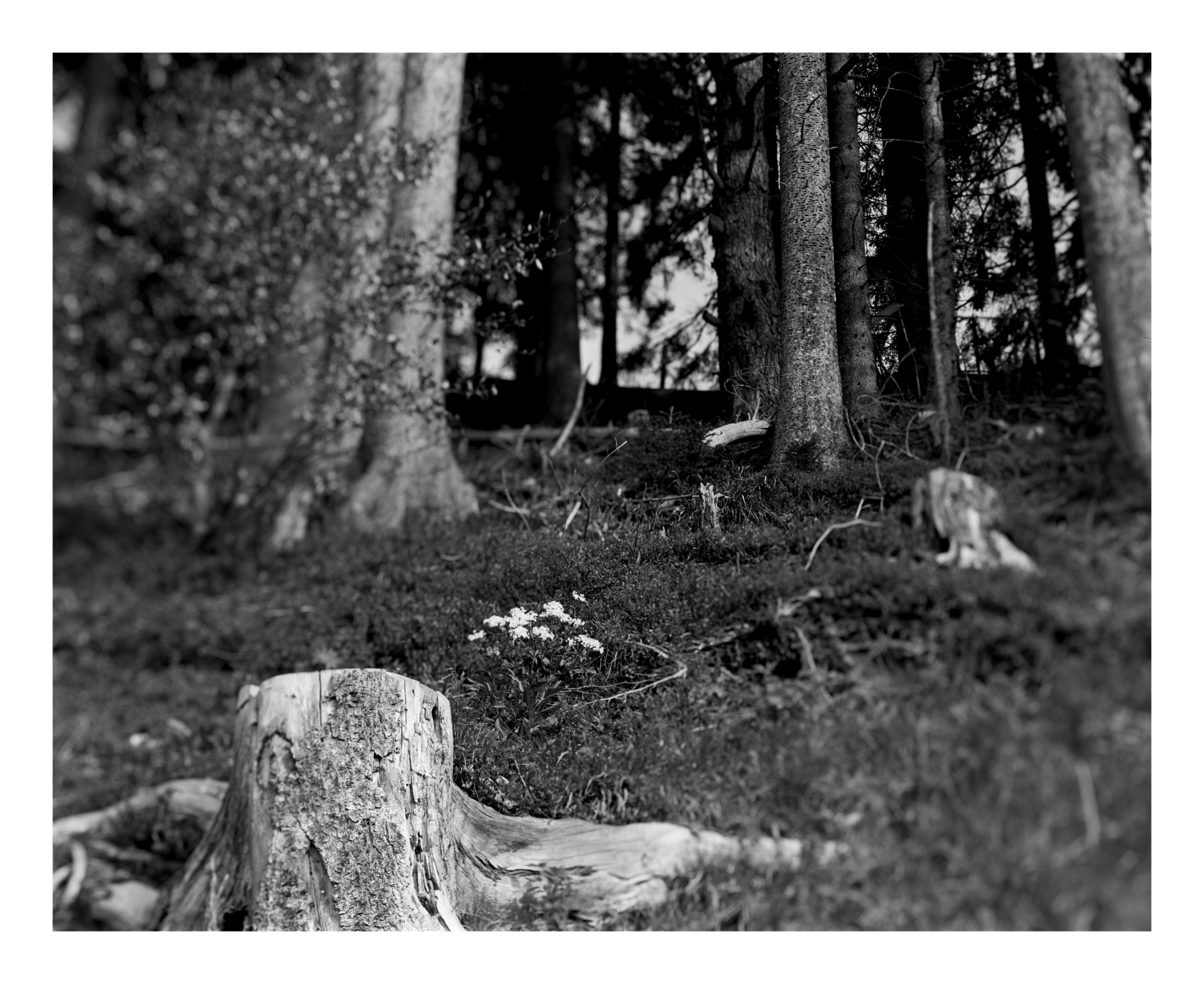 DSC_2972_DxO_DSC_2974_DxO_DxO2_DxO-2.jpg