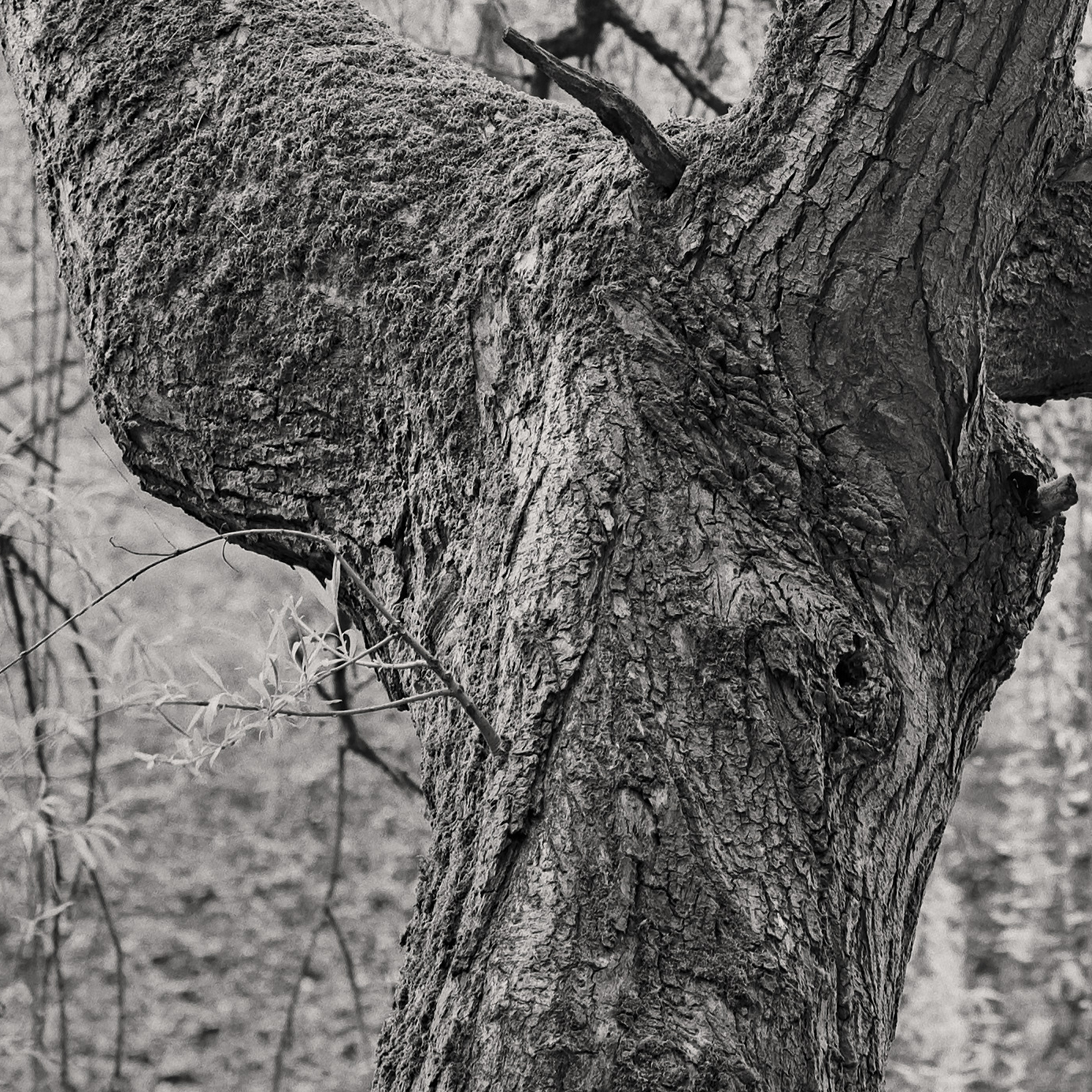DSC_8960_full_100%_crop.jpg